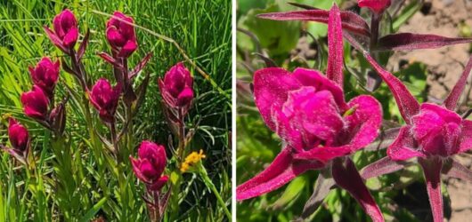 Rosy Paintbrush