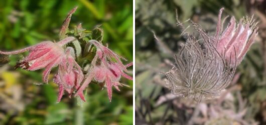Prairie Smoke