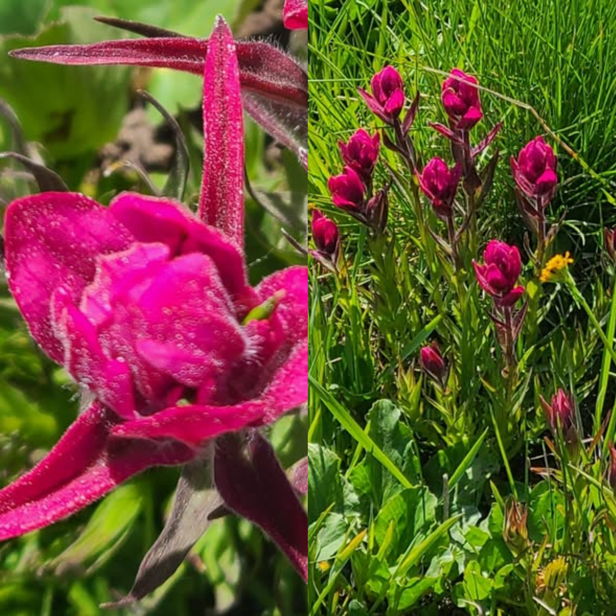 Rosy Paintbrush