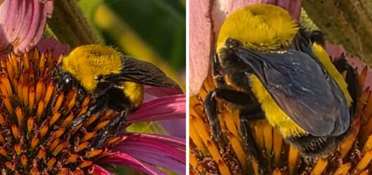 Morrison’s Bumble Bee