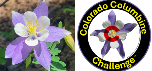 Colorado Blue Columbine